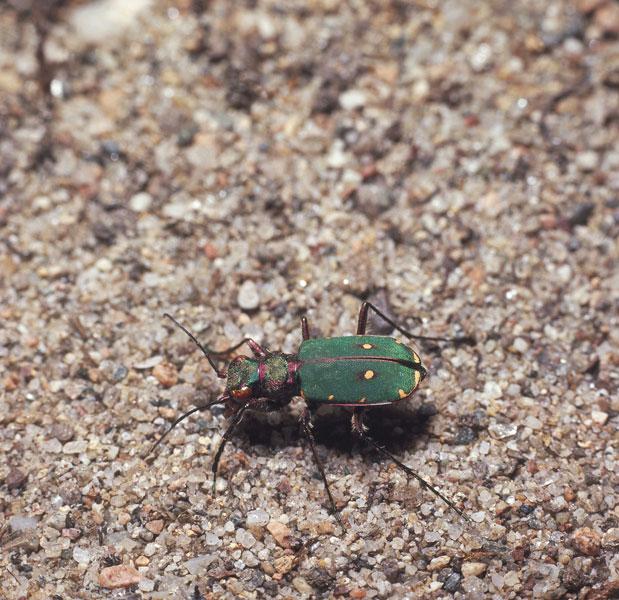 Cicindela