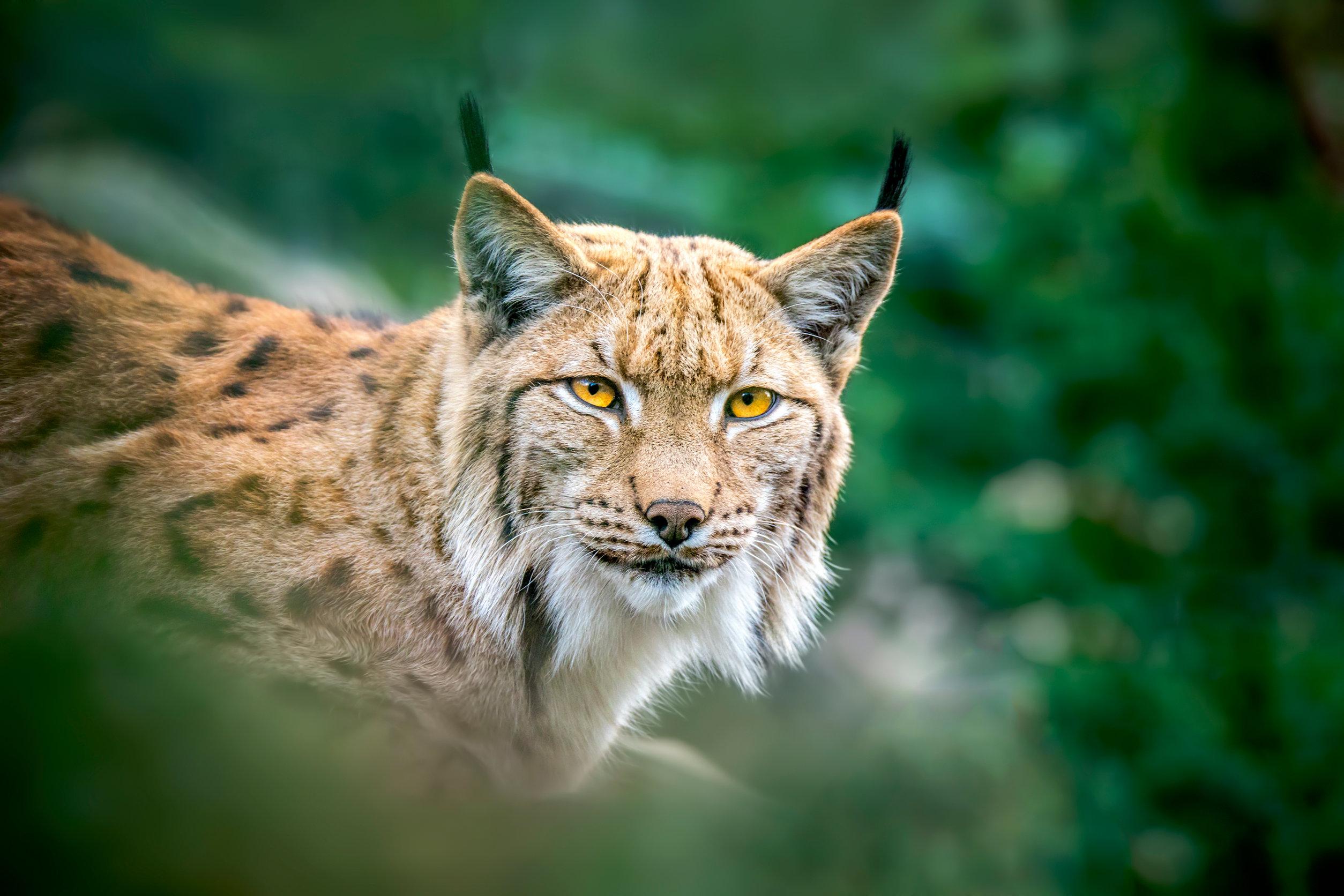 lince-pardina.jpg