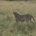 I 10 animali più veloci del mondo