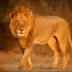 10 animali che dormono tanto