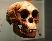 Gli Hobbit esistono davvero? Quando la fantasia supera la realtà