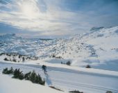 L'abete, una conifera natalizia