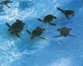 Golfo del Messico: paradiso prima della catastrofe