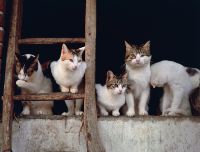 Gatti: fonte d'ispirazione per artisti di tutti i tempi (e generi)