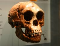 Gli Hobbit esistono davvero? Quando la fantasia supera la realtà