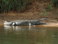 Caratteristiche e aspetto