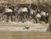 Caccia e alimentazione