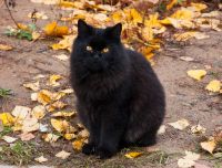 Perché si crede che il gatto nero porti sfortuna?