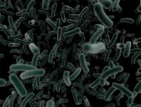 Cosa avrebbe più probabilità di sopravvivere a una guerra nucleare?