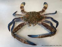 Granchio blu, tra minaccia e opportunità