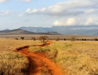 Grande muraglia verde: cos'è e perché è importante per l'Africa