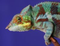 Animali che si mimetizzano: 10 specie che si 