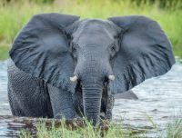 I 10 animali più grandi del mondo