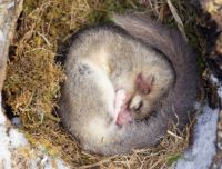 10 animali che vanno in letargo