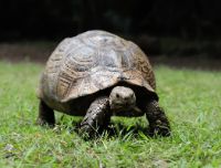 I 10 animali più longevi del mondo