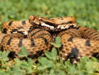 Gli animali più velenosi in Italia