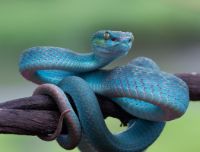 I 10 animali più velenosi del mondo