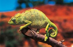 Camaleonte-gigante-del-Madagascar