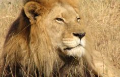 leone-primo-piano-rid