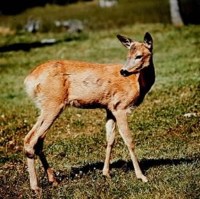 Capriolo . Giovane esemplare di Capreolus capreolus.De Agostini Picture Library
