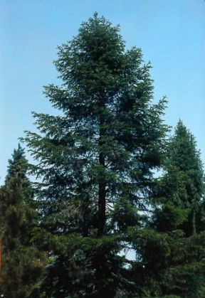 Abete bianco (Abies alba).Archivio IDA