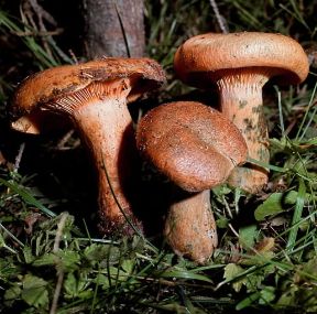 Agarico. Lactarius deliciosus, noto anche come lapacendro buono.De Agostini Picture Library