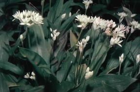 Aglio. Allium ursinum in fiore.De Agostini Picture Library