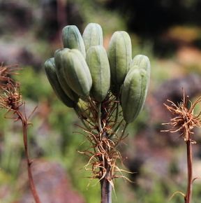 Aloe. Infiorescenze di Aloe saponaria.De Agostini Picture Library/S. Prato