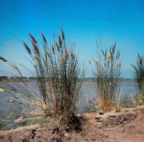 Ammofila. Ammophila arenaria.De Agostini Picture Library