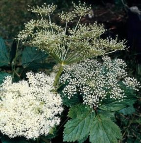 Angelica. Angelica Archangelica.De Agostini Picture Library