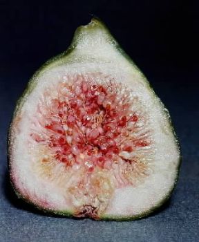 Angiosperme. Ovario di un fico.De Agostini Picture Library/Archivio B