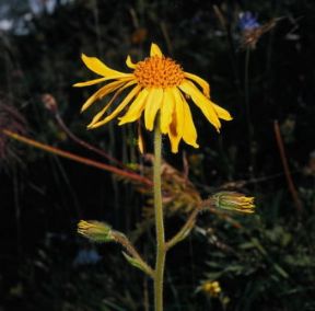 Arnica. Fiore di arnica (Arnica montana ).De Agostini Picture Library/S. Prato