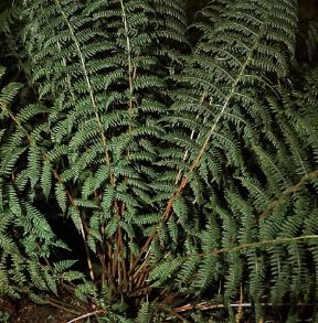 Athyrium. Felce femmina.De Agostini Picture Library / Archivio B