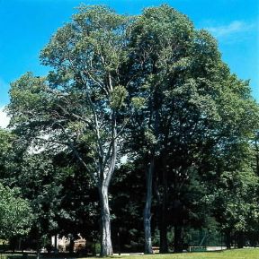 Bagolaro. Celtis australis.De Agostini Picture Library/Archivio B