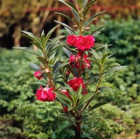 Balsamina. De Agostini Picture Library / Archivio B