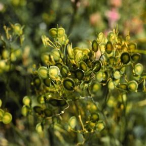 Biscutella . Frutti di Biscutella levigata.De Agostini Picture Library/Archivio B