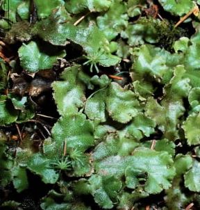 Briofite. Epatica talloide, comune nei luoghi umidi.De Agostini Picture Library/Archivio B