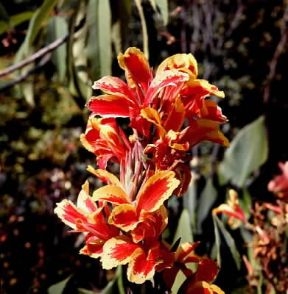 Cannacoro. Fiori di Canna indica.De Agostini Picture Library/Archivio B