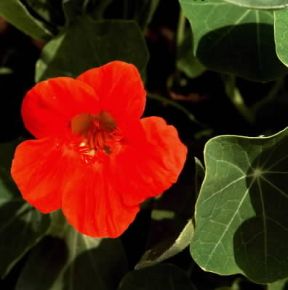 Cappuccina. Fiore di Tropaeolum majus.De Agostini Picture Library/Archivio B