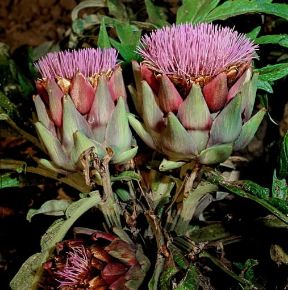 Carciofo in fiore.De Agostini Picture Library