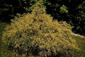 Chamaecyparis pisifera aurea. De Agostini Picture Library/ Archivio B