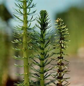 Coda di cavallo acquatica. De Agostini Picture Library/ Archivio B