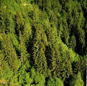 Conifere. Foresta subalpina di larici e abeti rossi.De Agostini Picture Library / Archivio B