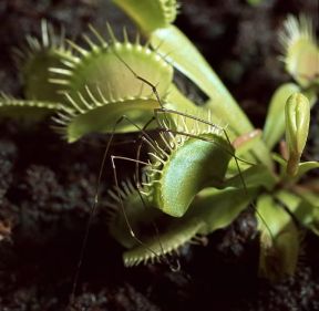 Dionea . Esemplare di Dionaea muscipula.De Agostini Picture Library/Archivio B