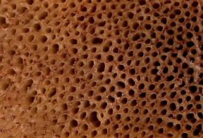 Fungo. Faccia inferiore del cappello di un fungo porcino.De Agostini Picture Library/Archivio B