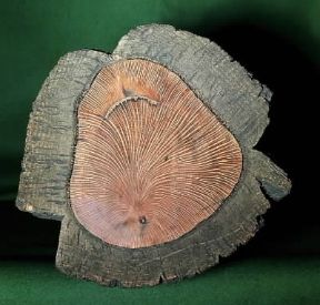 Fusto. Quercus suber in sezione traversale.De Agostini Picture Library/Archivio B