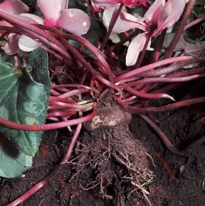 Fusto. Bulbo di ciclamino.De Agostini Picture Library/Archivio B