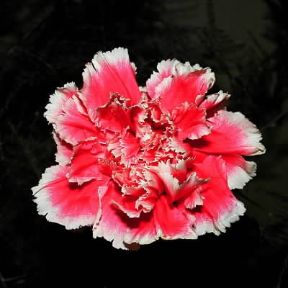 Garofano. Esemplare di Dianthus caryophllus.De Agostini Picture Library/Archivio B