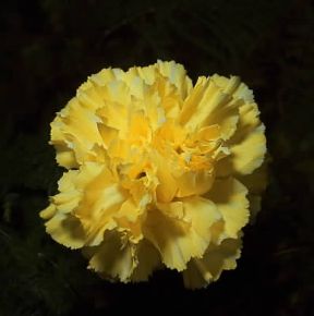 Garofano giallo.De Agostini Picture Library/Archivio B