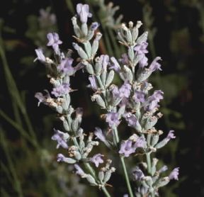 Lavanda. Infiorescenze di Lavandula spica.De Agostini Picture Library/2P